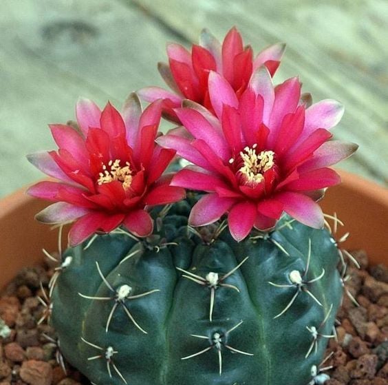a dark green Spider Cactus with red blooms