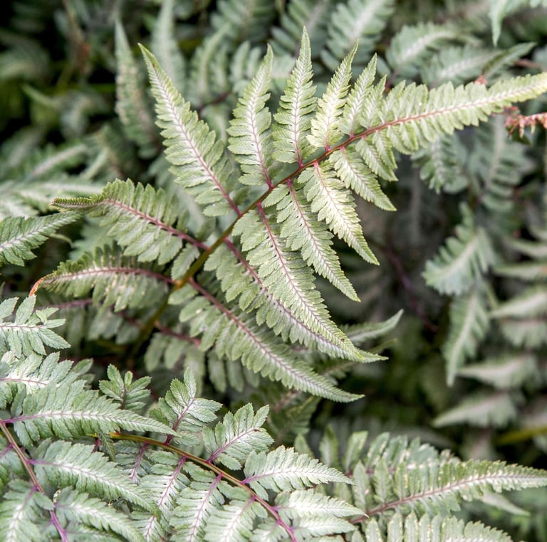 a white-green shade round cover plant