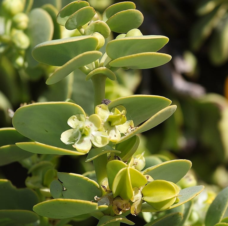 a small african cactus plant with small flowers and green leaves