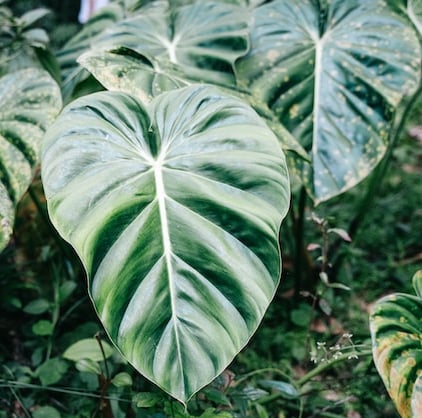 a large green Philodendron leafy plant with a lot of leaves