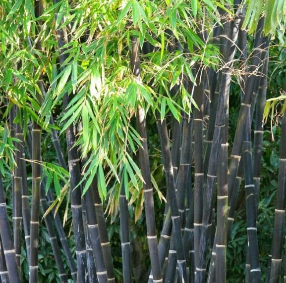 Black Bamboo with green leaves growing in a garden