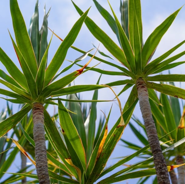 two tall Dracaena plants with long leaves