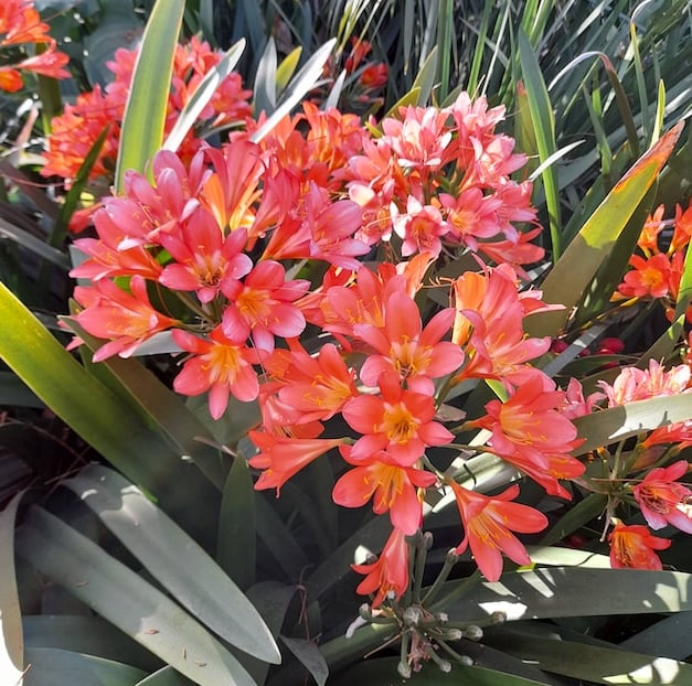a very drought tlorant shade plant with orange flowers