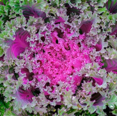 pink-green Ornamental Kale leaves