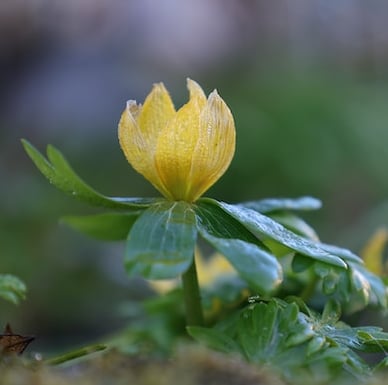 one yellow flowering winter garden plant