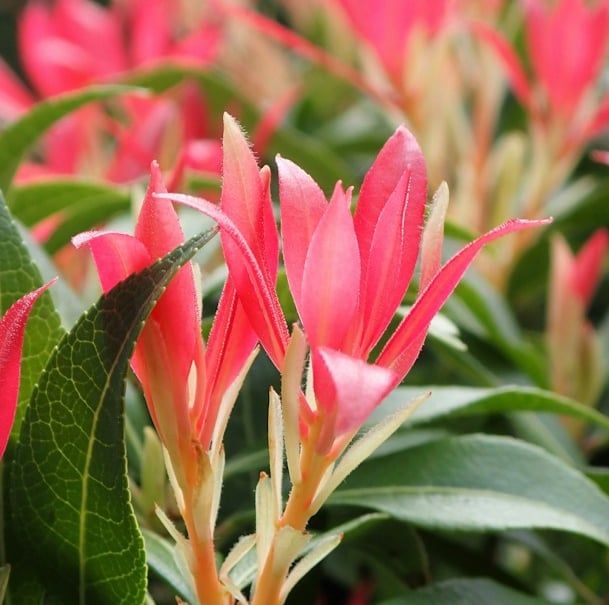 a Pieris bush with red new growth for shade