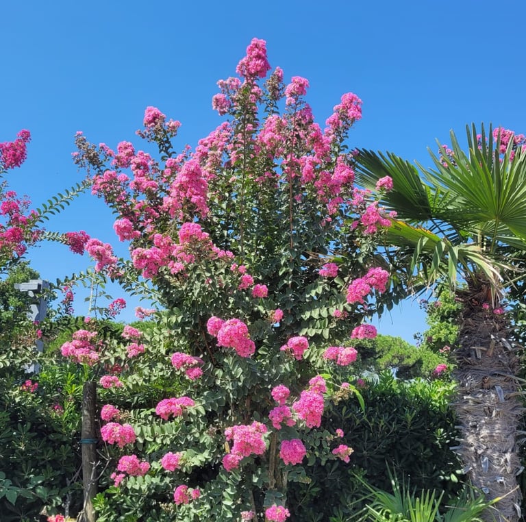 one tall Crape Myrtle bush in zone 7 sunny place
