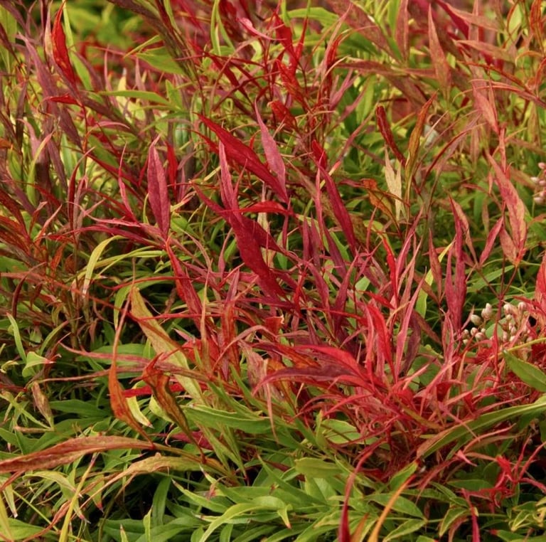 Nandina Sienna Sunrise with long and thin red leaves