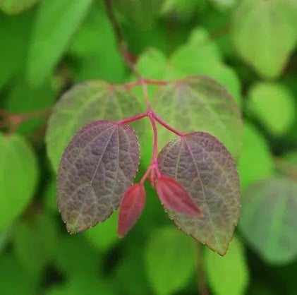 green and red Katsura Tree leaves