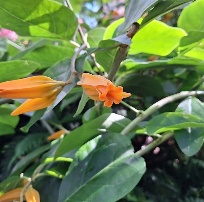 a leafy Cigar Flower Bush with orange flowers