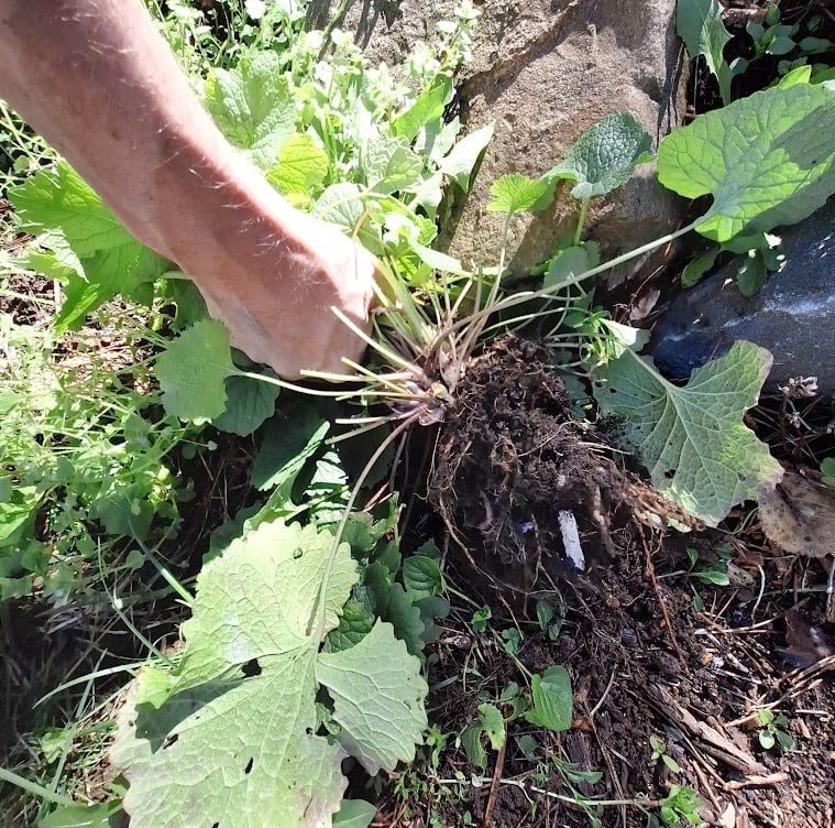 a person removing a plant in our garden