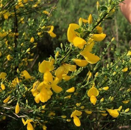 a Scotch Broom bush stem with leaves and flowers