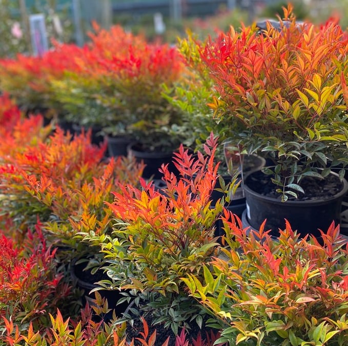 multiple Nandina Moon Bay buehes with brighr red leaves
