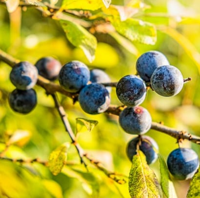 a Blackthorn bush for privacy for deer resistant gardens