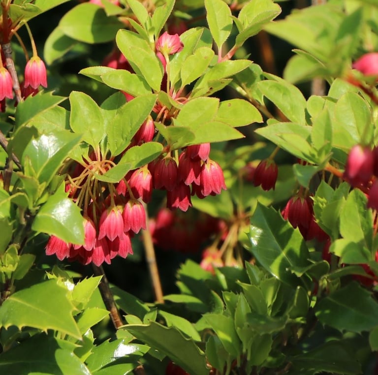 a bush with hanging red flowers in a sunny garden