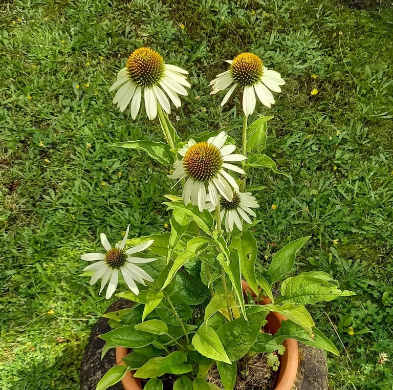 multiple Coneflowers with white petals