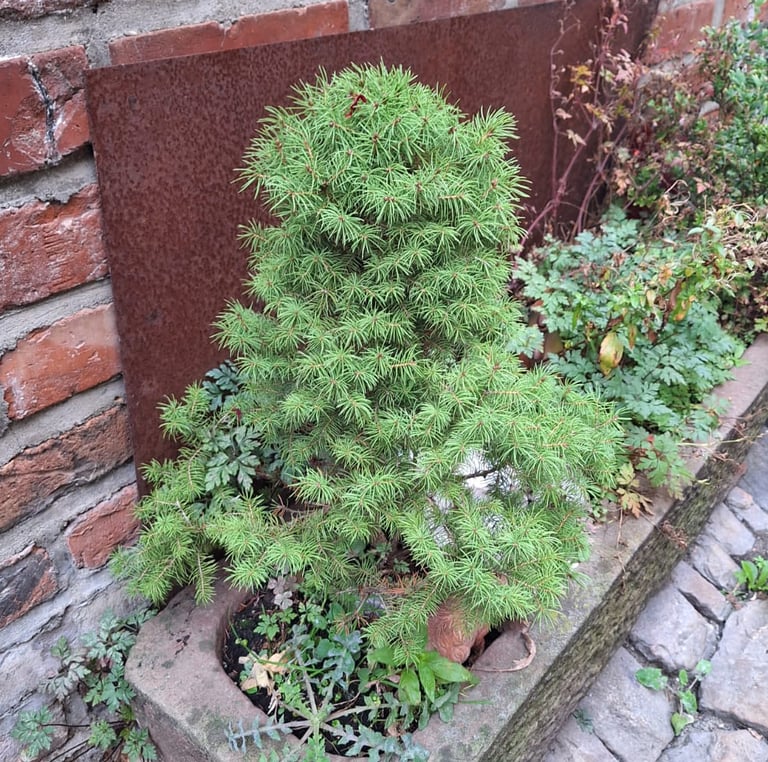 a small evergreen Picea Glauca conifer in a planter