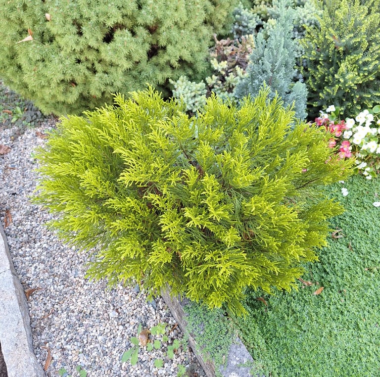 a tiny low maintenance shrub aroung other plants