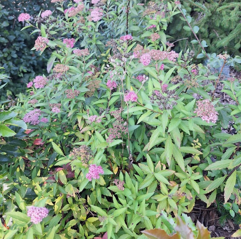 a bush with flowers that is great for landscaping