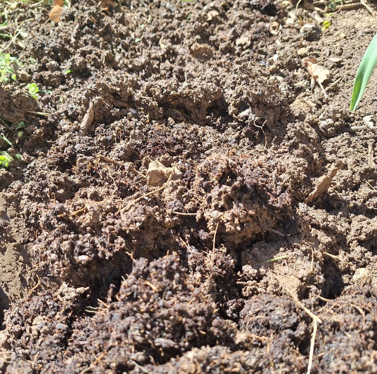 loam soil in a garden
