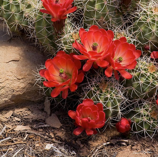 Claret Cup Cacti flowering with red blooms