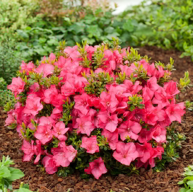 the low maintenane Azalea bush with pink flowers