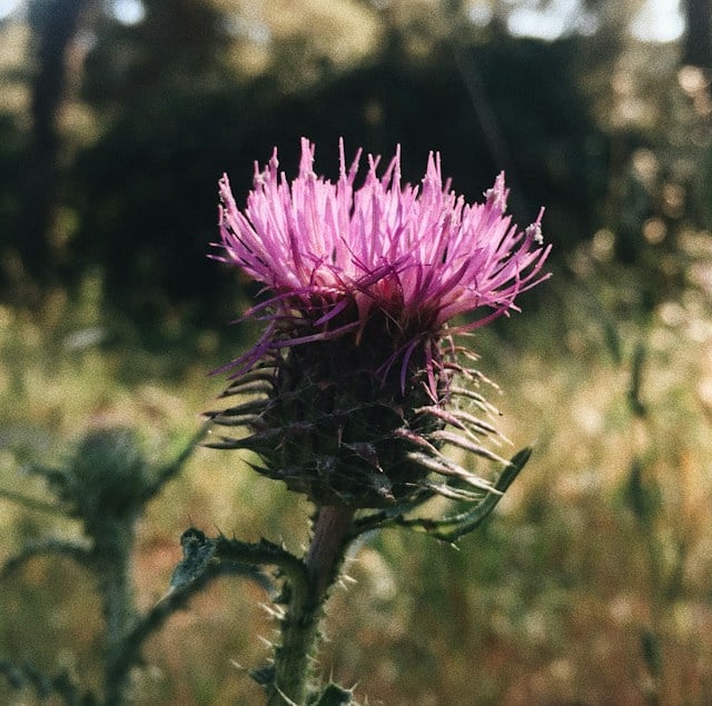 one flowering Musk Thistle with a pink color