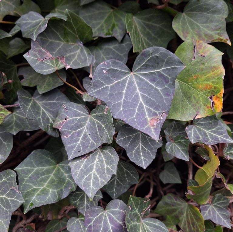a dark green climbing plant in partial shde