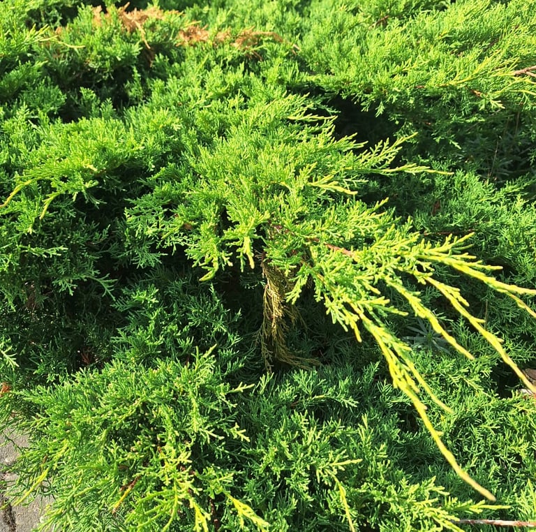 a green landscaping shrub