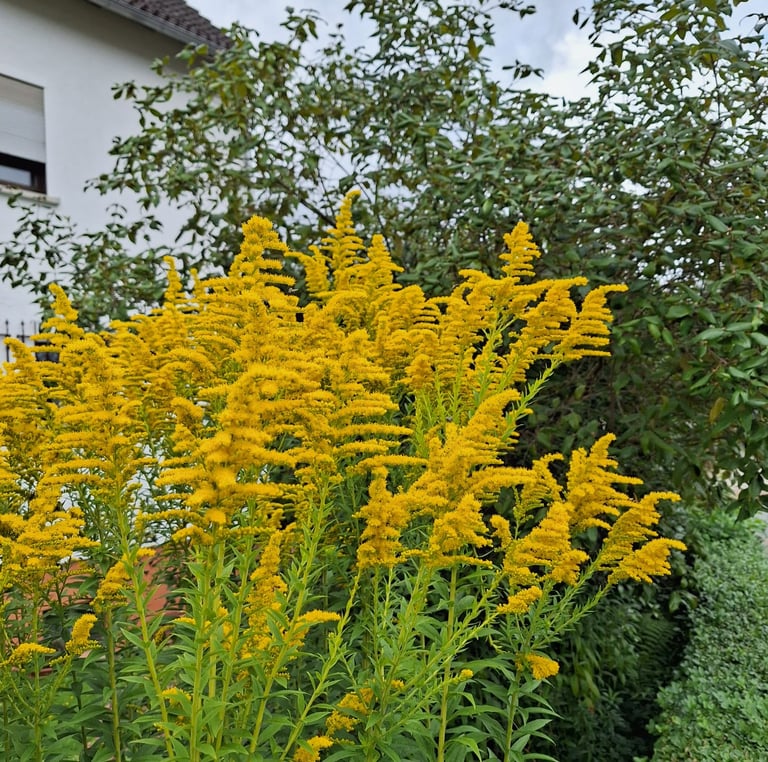 yellow flowering Septmber plants called Goldenrod
