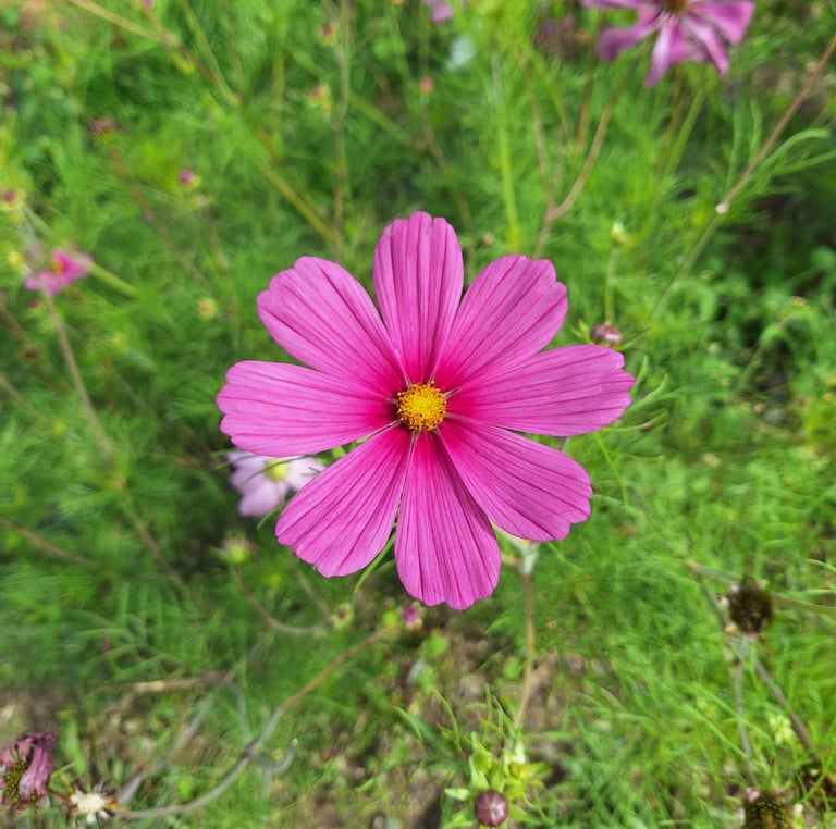 one pink Cosmos flower growing in June