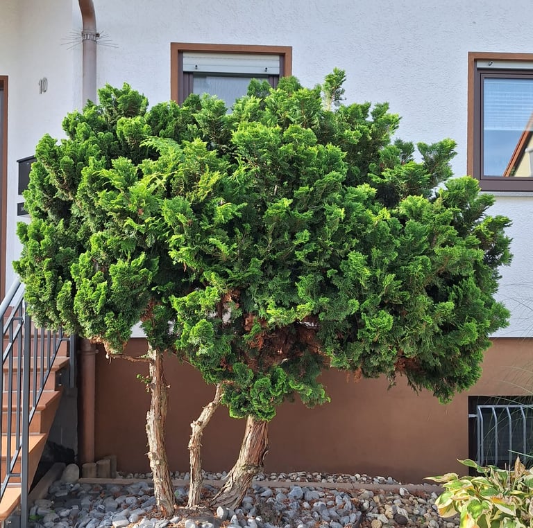 a green Dwarf Hinoki Cypress tree