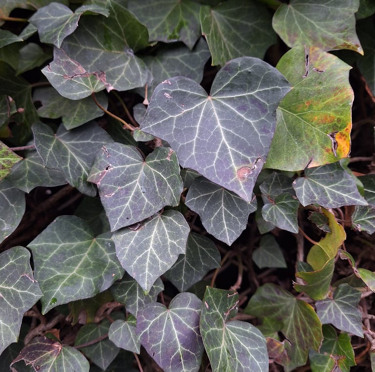 climbing English Ivy plants in almost full shade