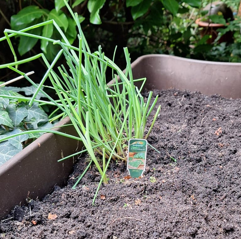 well thriving green Chives grown from seeds