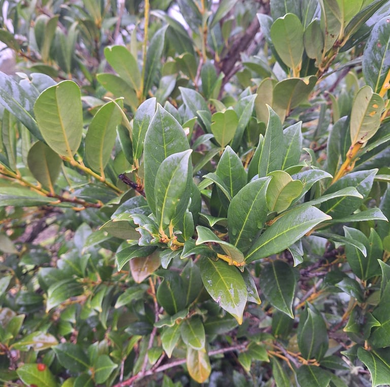 a deer resistant Inkberry Holly bush in shade