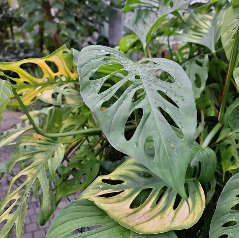 vertical garden plants with big green leaves