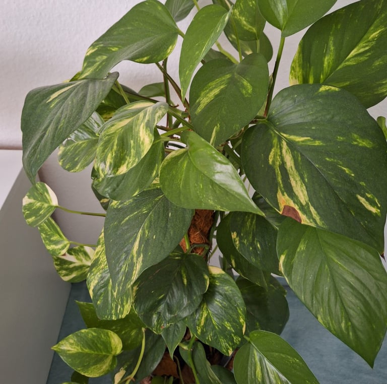 one leafy Pothos plant growing vertically