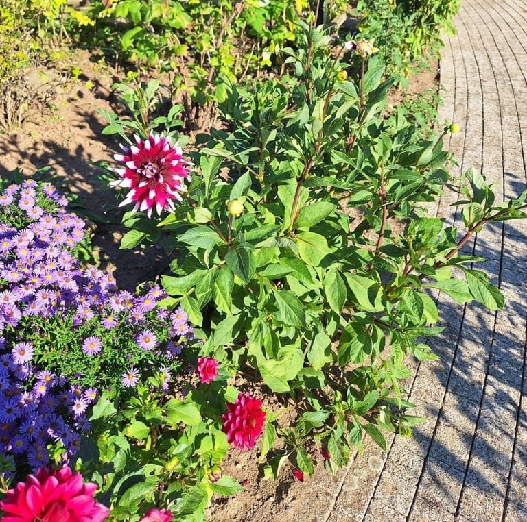 a cottage garden border with many flowers
