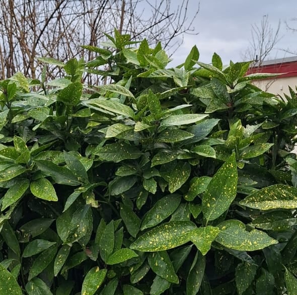 a leafy year-round green plant in shade