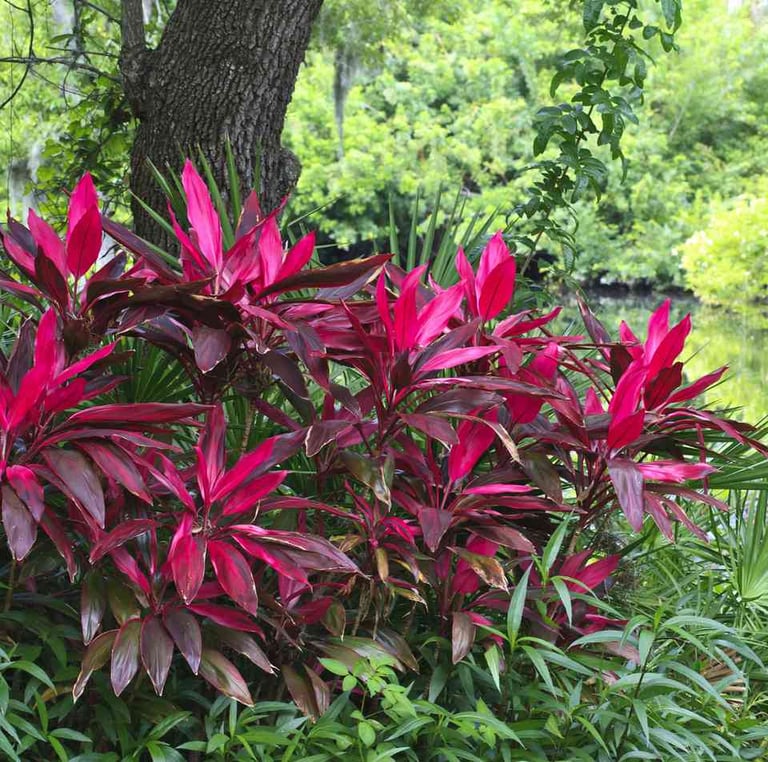 multiple red leaved Ti Plants in a tropical environment