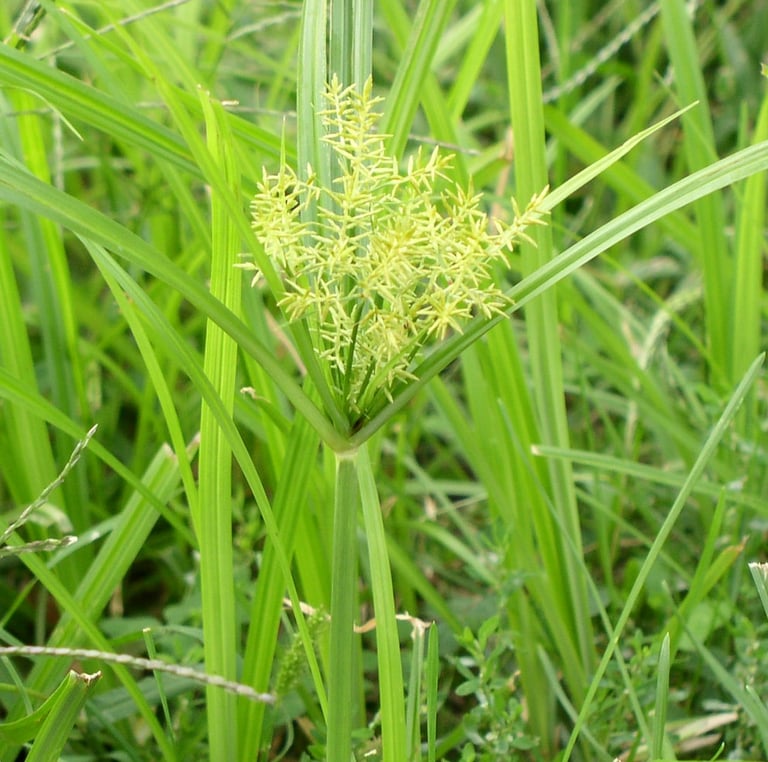 tall grassy weeds in a field