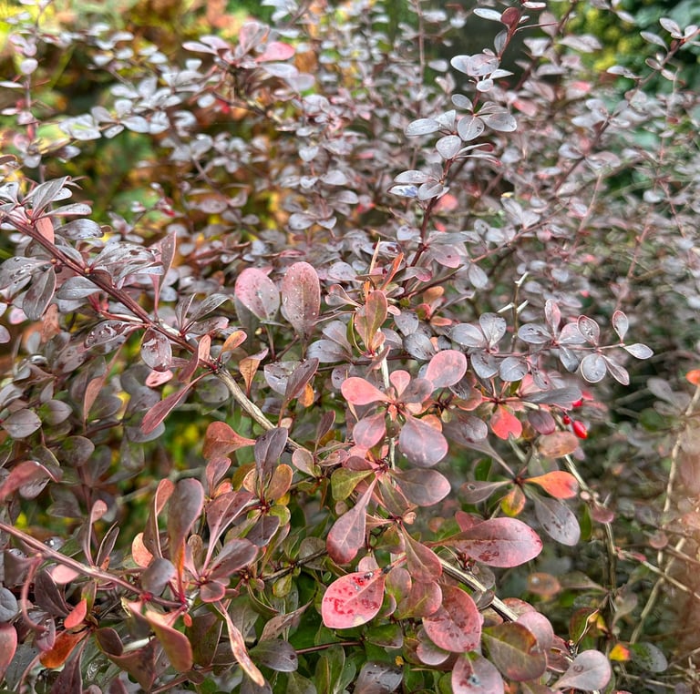 Barberrys growing in a zone 5 garden