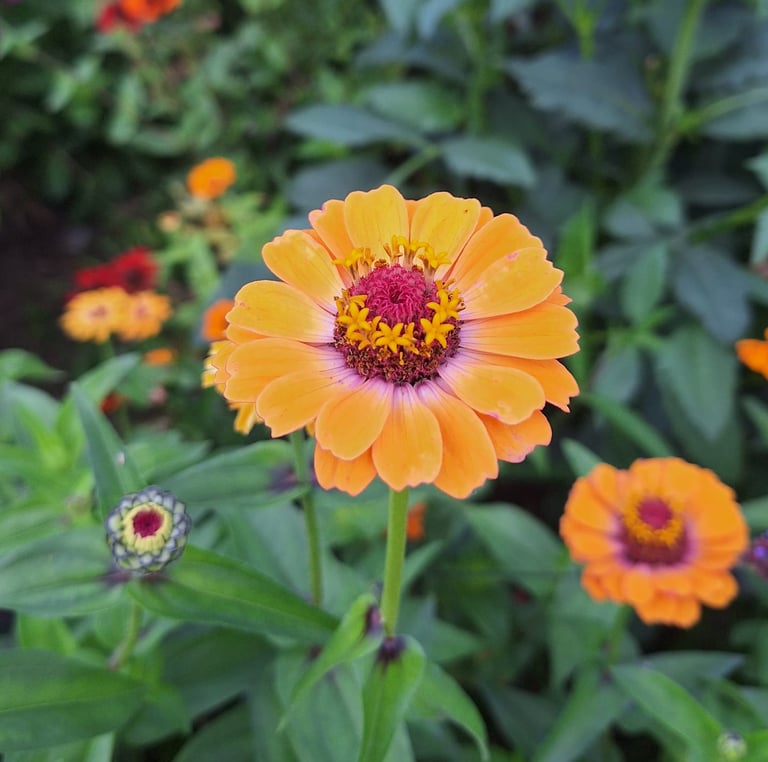 an orange Zinnia flower which is rabbit resistant