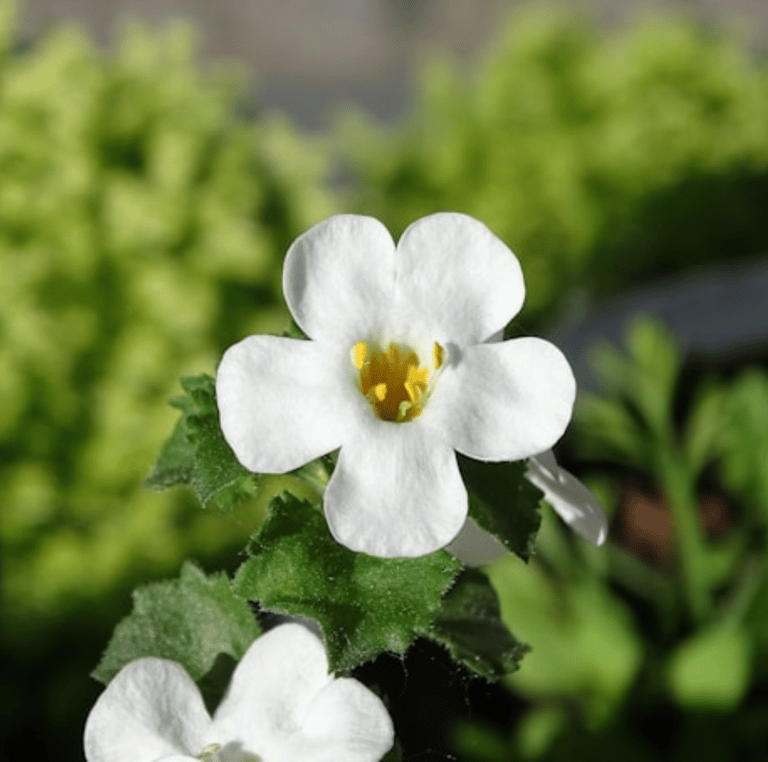 a white Bacopa flower for sunny hanging baskets