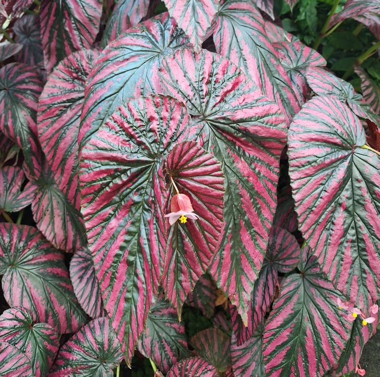 a shade plant for hanging baskests with red-black leaves