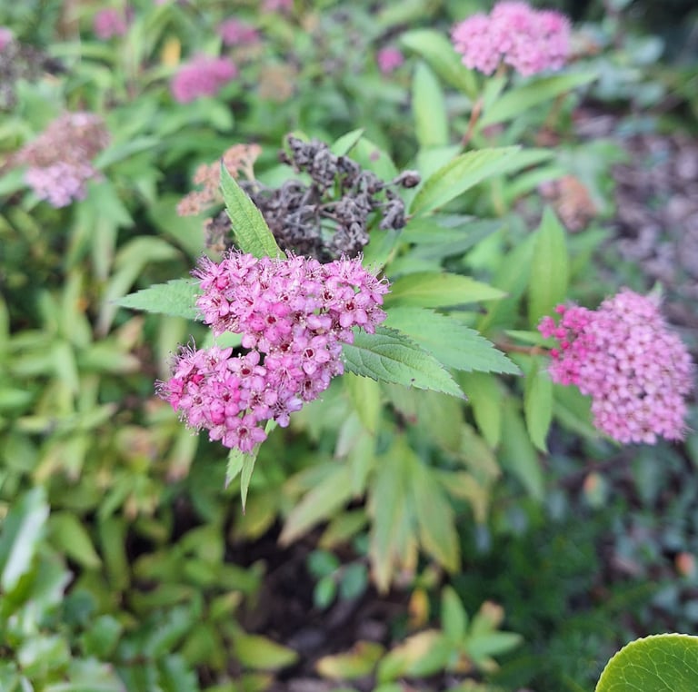 one Spirea bush with green leaves and flowers