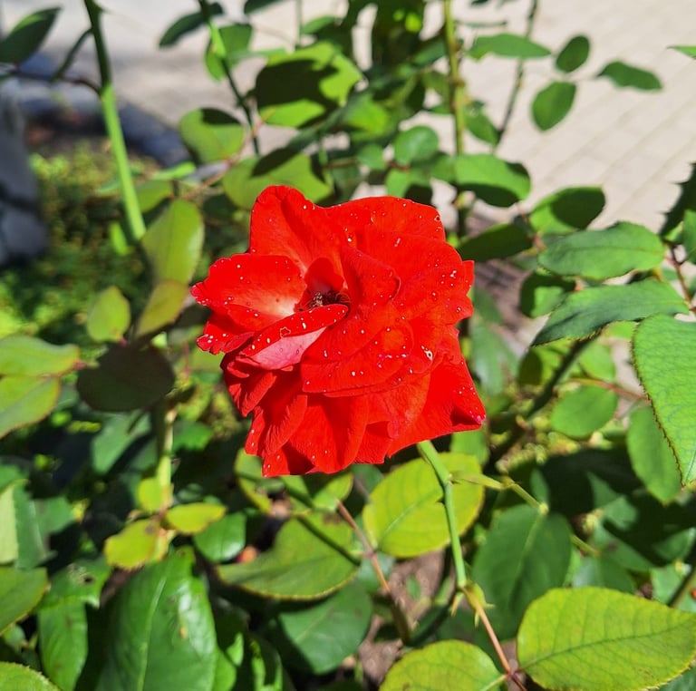 a bright red rose plant blooming in June