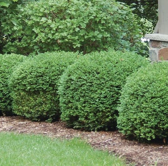 a row of bushes in a garden