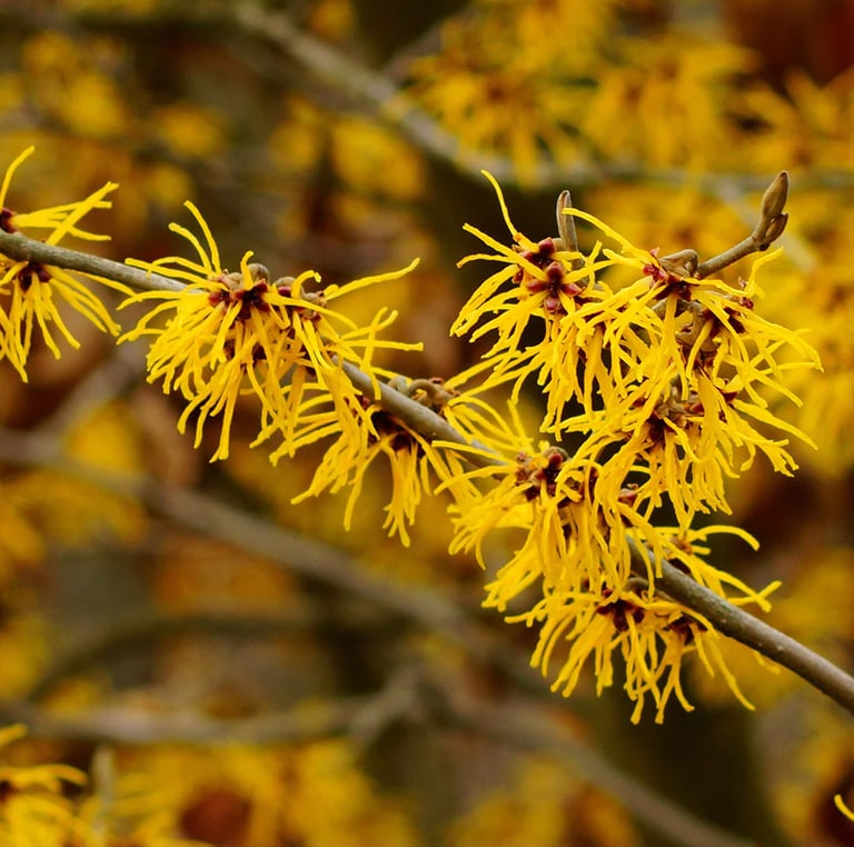 a yellow flowered plant great for landscapes