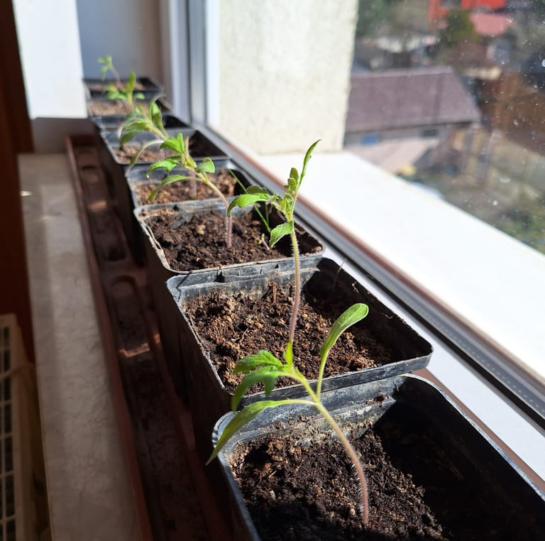 multiple plant seedlings in small containers